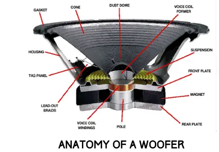 anatomy of a woofer