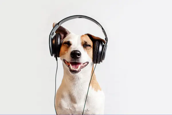 a dog listening to music